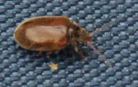 Scirtidae-query.